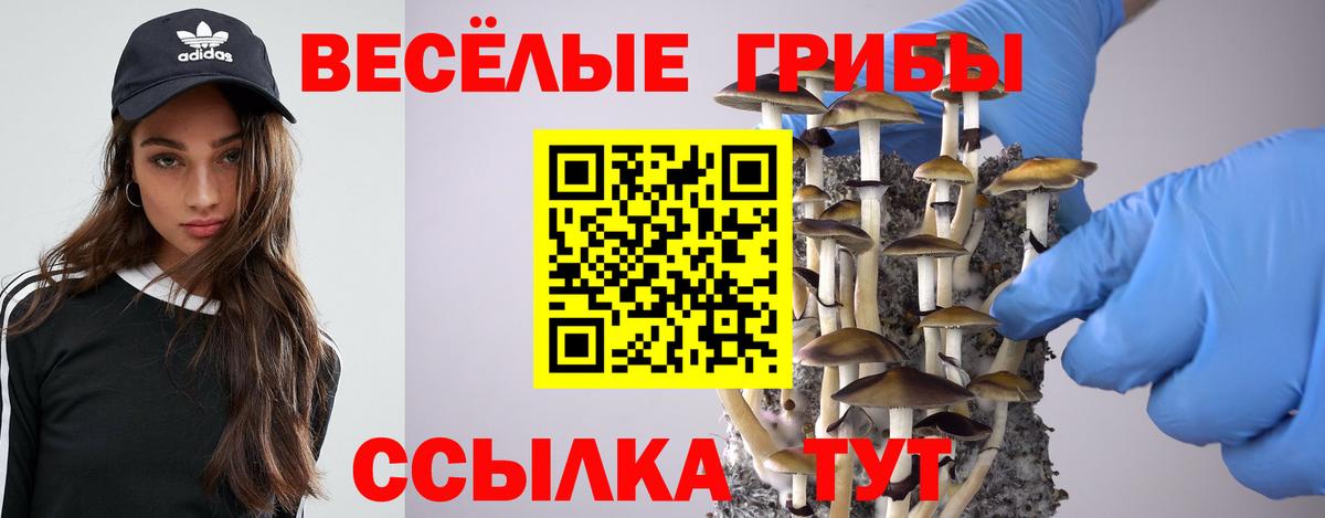 Псилоцибиновые грибы Cubensis Дмитров